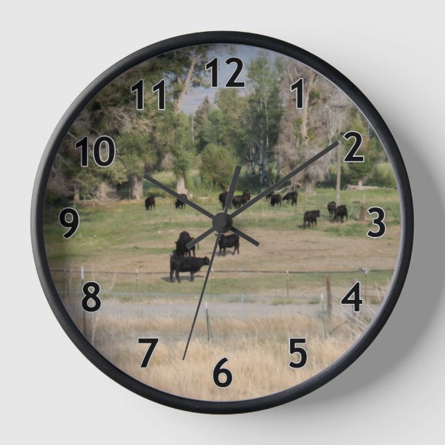 Horloge Angus noir dans le pâturage (Recto)