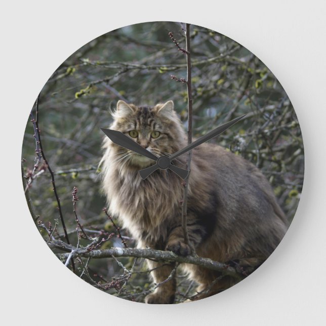 Horloge animale à cheveux longs d'animal familier (Recto)