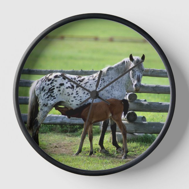 Horloge Appaloosa Mare et Cheval de Colt (Recto)