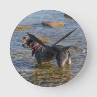 Horloge australienne de chien de bétail