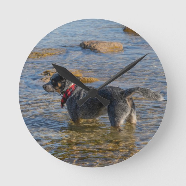 Horloge australienne de chien de bétail (Recto)