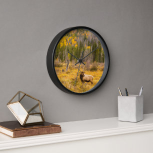 Horloge Bull Elk Rocky Mountain National Park Colorado