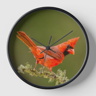 Horloge Cardinal mâle sur une branche