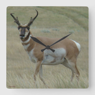 Horloge Carrée 33 Pronghorn Antelope Crooked Horns