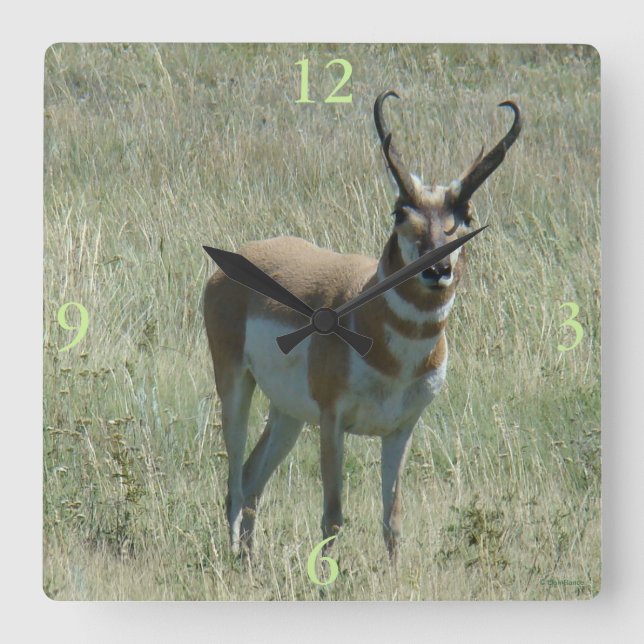 Horloge Carrée A13 Pronghorn Antelope Buck (Recto)