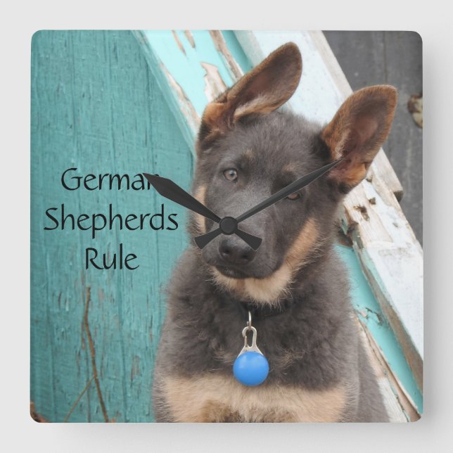 Horloge Carrée adorable Berger Bleu Allemand Chiot (Recto)
