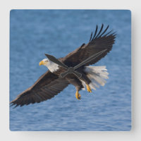 Aigle chauve en vol