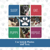 Amoureux des animaux photo de animal de compagnie 