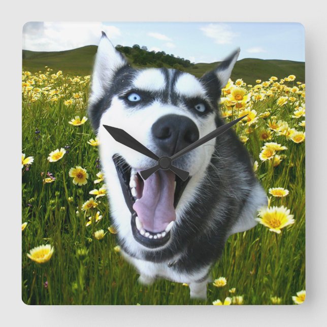 Horloge Carrée Amusant Husky Sibérien à l'horloge Fleur sauvage (Recto)