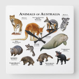 Horloge Carrée Animaux d'Australie