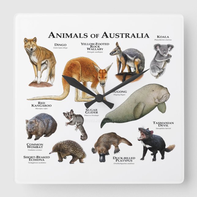 Horloge Carrée Animaux d'Australie (Recto)