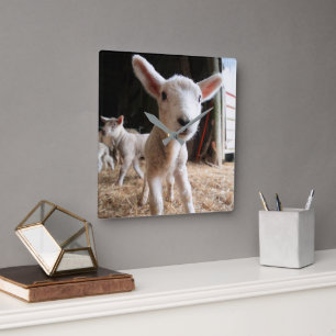 Horloge Carrée Animaux de bébés cutest   Agneau mignon dans une f