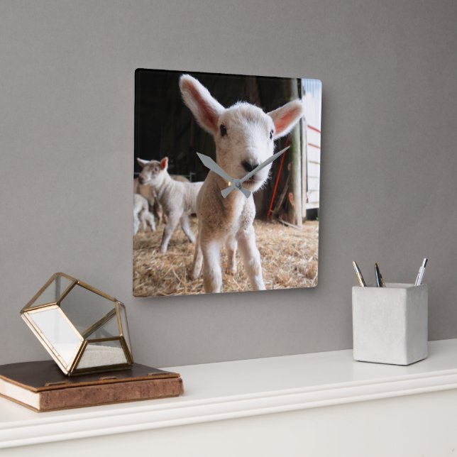 Horloge Carrée Animaux de bébés cutest | Agneau mignon dans une f (Bureau)