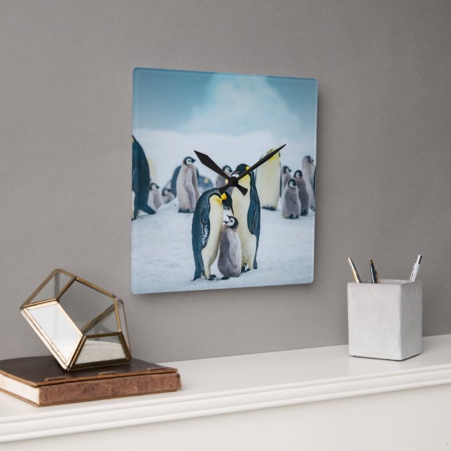 Horloge Carrée Animaux de bébés cutest | Alimentation de pingouin (Bureau)