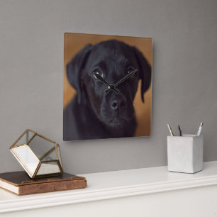 Horloge Carrée Animaux de bébés cutest   Black Labrador Puppy