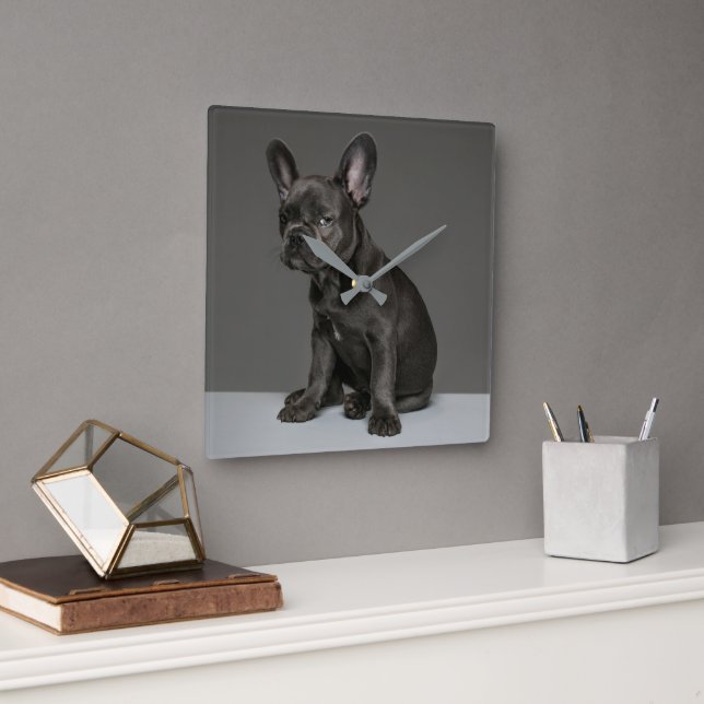 Horloge Carrée Animaux de bébés cutest | Blue French Bulldog Pupp (Bureau)
