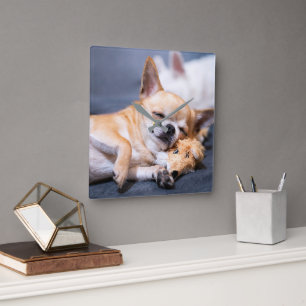 Horloge Carrée Animaux de bébés cutest Chihuahua Chig aux cheve