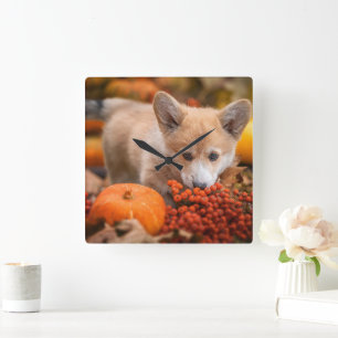 Horloge Carrée Animaux de bébés cutest   Corgi Puppy en automne