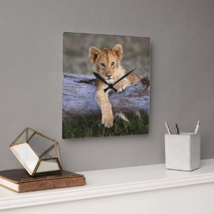 Horloge Carrée Animaux de bébés cutest   Cute Lion Cub