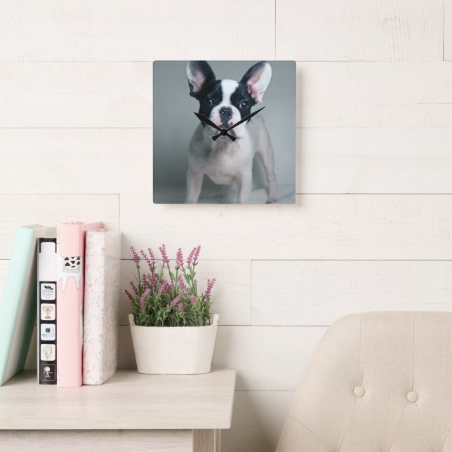 Horloge Carrée Animaux de bébés cutest | French Bulldog Puppy (Salle de lecture)