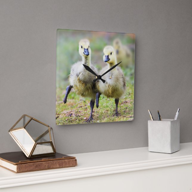 Horloge Carrée Animaux de bébés cutest | Goélands d'oies canadien (Bureau)