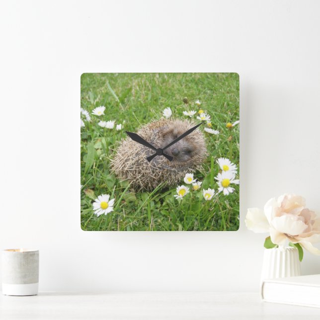 Horloge Carrée Animaux de bébés cutest | Hérisson espagnol (Maison)