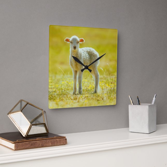 Horloge Carrée Animaux de bébés cutest | Jeune mouton (Bureau)