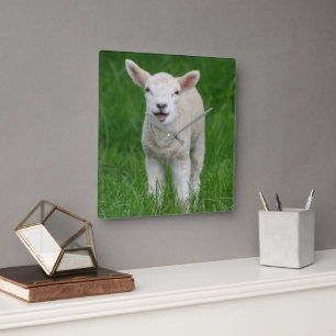 Horloge Carrée Animaux de bébés cutest   Lil Lamb