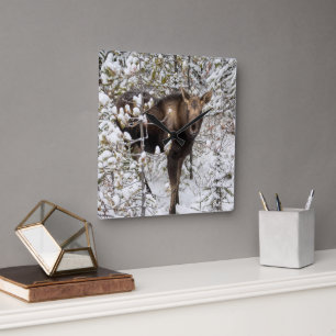Horloge Carrée Animaux de bébés cutest   Moose Calf