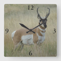 Antilope d'Amérique mâle A8