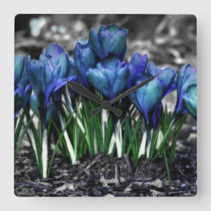 Horloge Carrée Aqua Blue Crocus Blooms