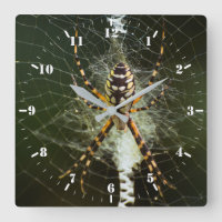 Araignée de jardin noire et jaune