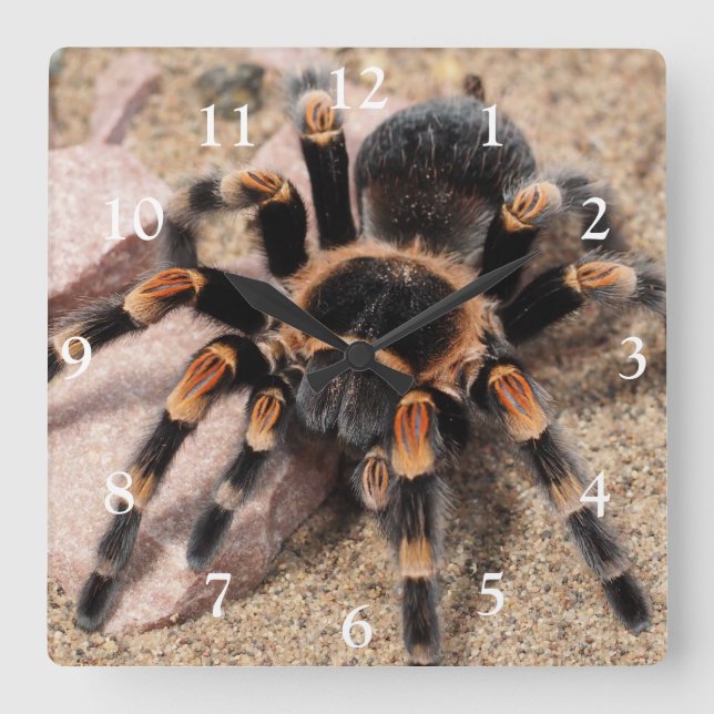 Horloge Carrée Araignée de Tarantula au genou rouge mexicain (Recto)