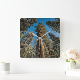Horloge Carrée Arbre séquoia géant dans la neige