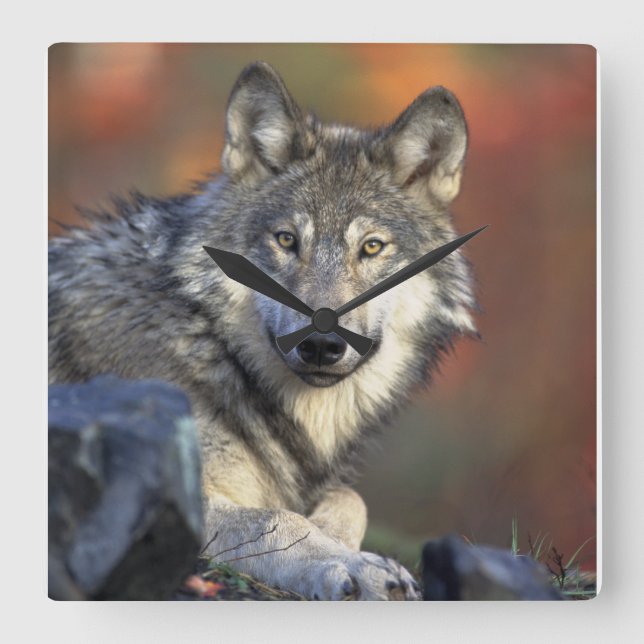 Horloge Carrée Art de Wolf Lovers (Recto)