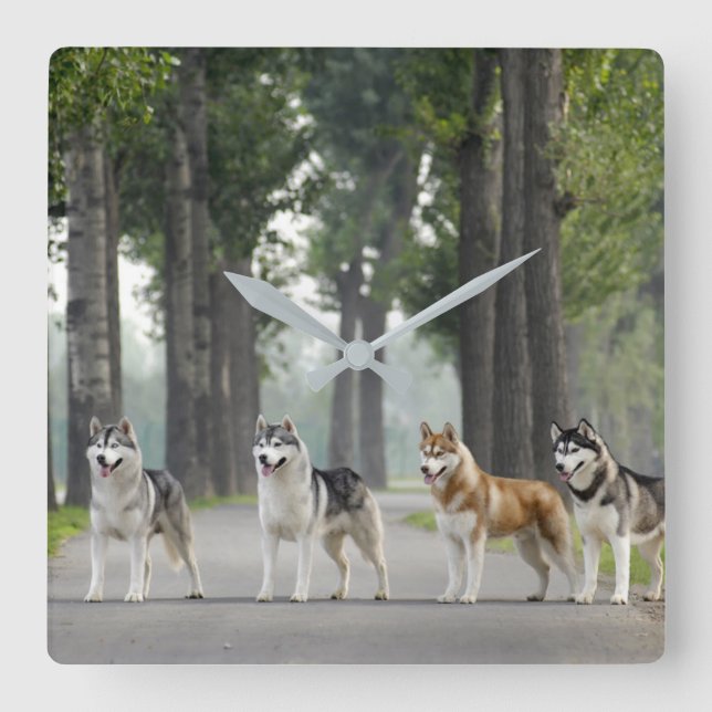 Horloge Carrée Beautiful Husky Dogs on Nature Trail (Recto)