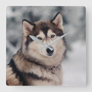 Horloge Carrée Beautiful Husky in the Outdoors