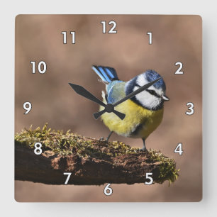 Horloge Carrée Belle mésange bleue et jaune sur une branche