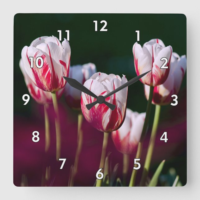 Horloge Carrée Belles tulipes rouges et blanches (Recto)