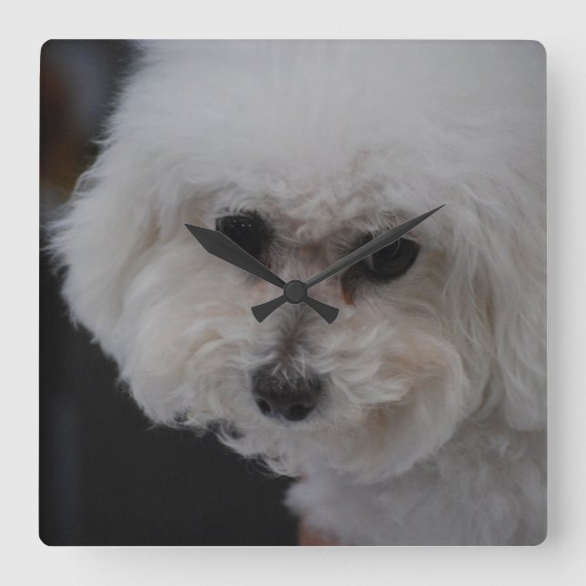 Horloge Carrée Bichon Frise (Recto)