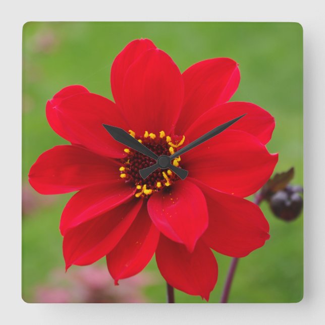Horloge Carrée Bishop de Llandaff Dahlia (Recto)