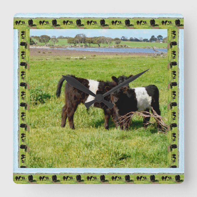 Horloge Carrée Black And White Baby Belted Galloway Cows, (Recto)