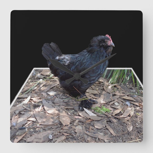Horloge Carrée Black Chicken Pop Out,_Square Wall Clock (Recto)