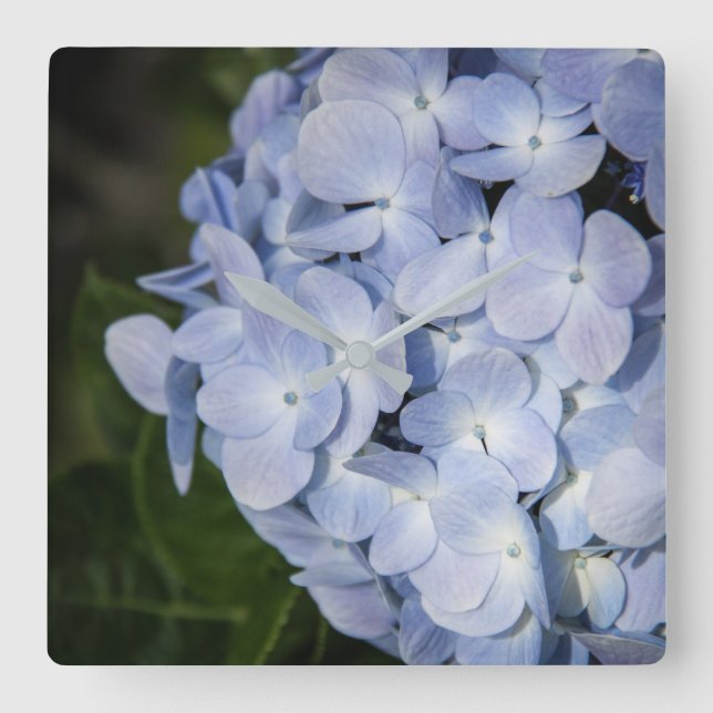 Horloge Carrée Blue hydrangea Wall Clock (Recto)