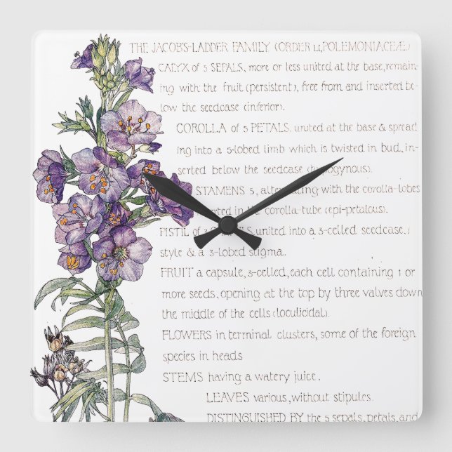 Horloge Carrée Botanical Jacobs Ladder Family Flowers Wall Clock (Recto)