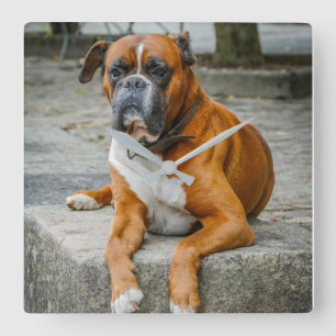 Horloge Carrée Boxer / Photo Dog Wall Clock