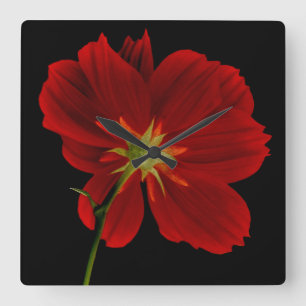 Horloge Carrée Brillant dans l'obscurité/Gerbera rouge Photograph