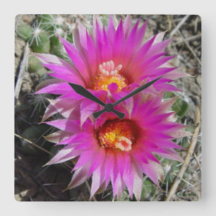 Horloge Carrée Cactus Boule F5 "Escobaria vivipara"
