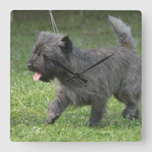 Horloge Carrée cairn-terrier-2.jpg