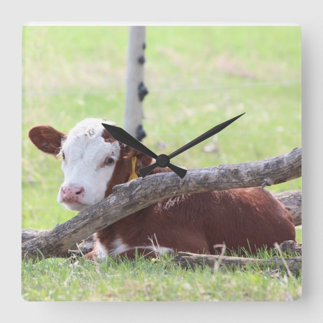 Horloge Carrée Calf Hereford Repose dans le pâturage (Recto)